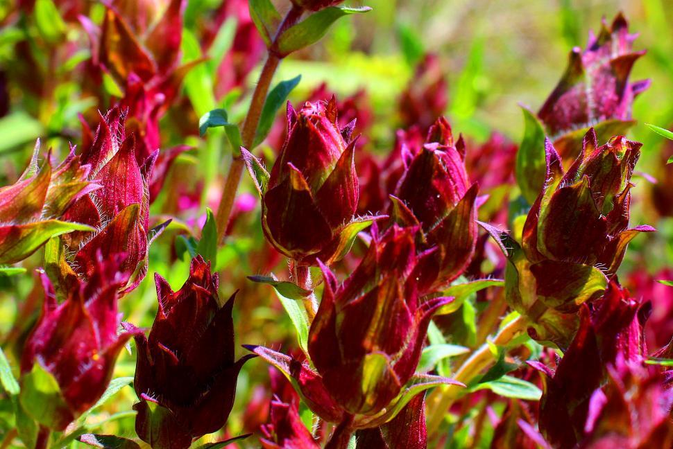 Free Image of Thymus lotocephalus - Wild Thyme - flower buds of a rare plant g 