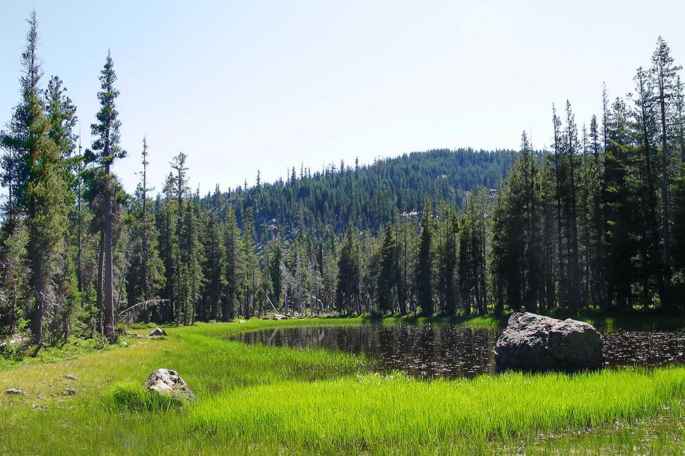 Free Image of Grassy Field With Trees and Mountain 