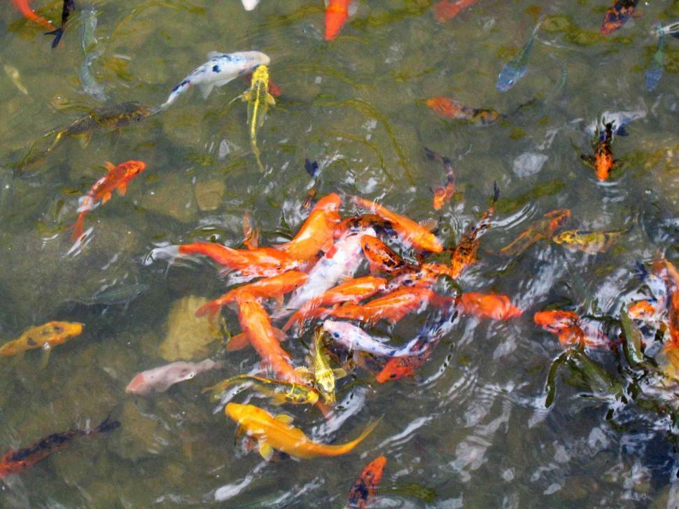 Free Image of Koi fishes 