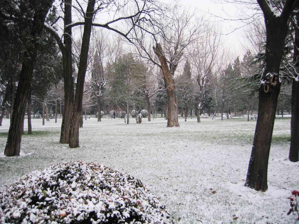 Free Image of Winter forest 