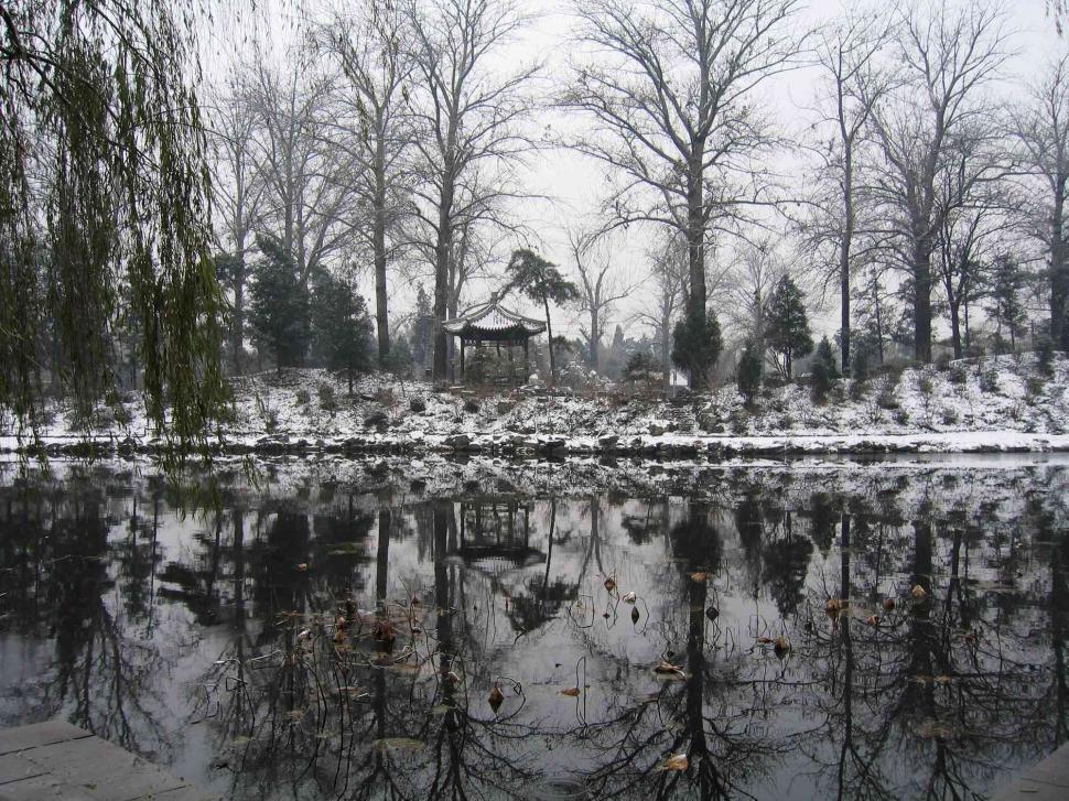 Free Image of Winter forest 