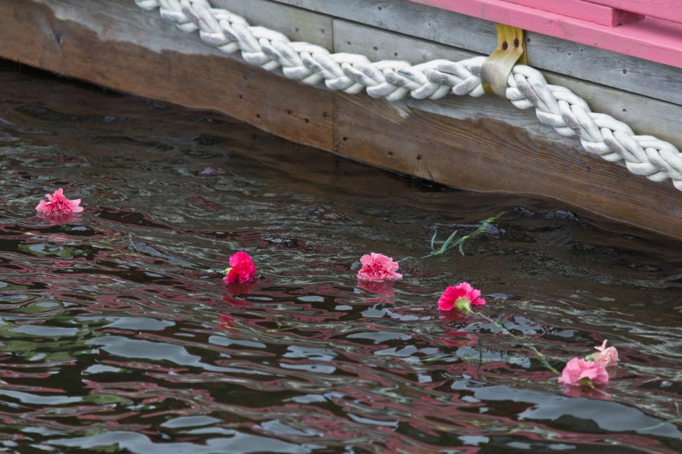 Free Image of Pink Carnations 