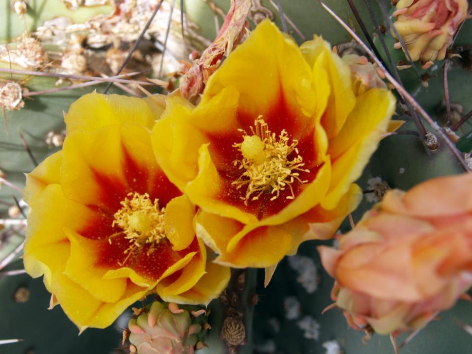 Free Image of Catus Flowers 