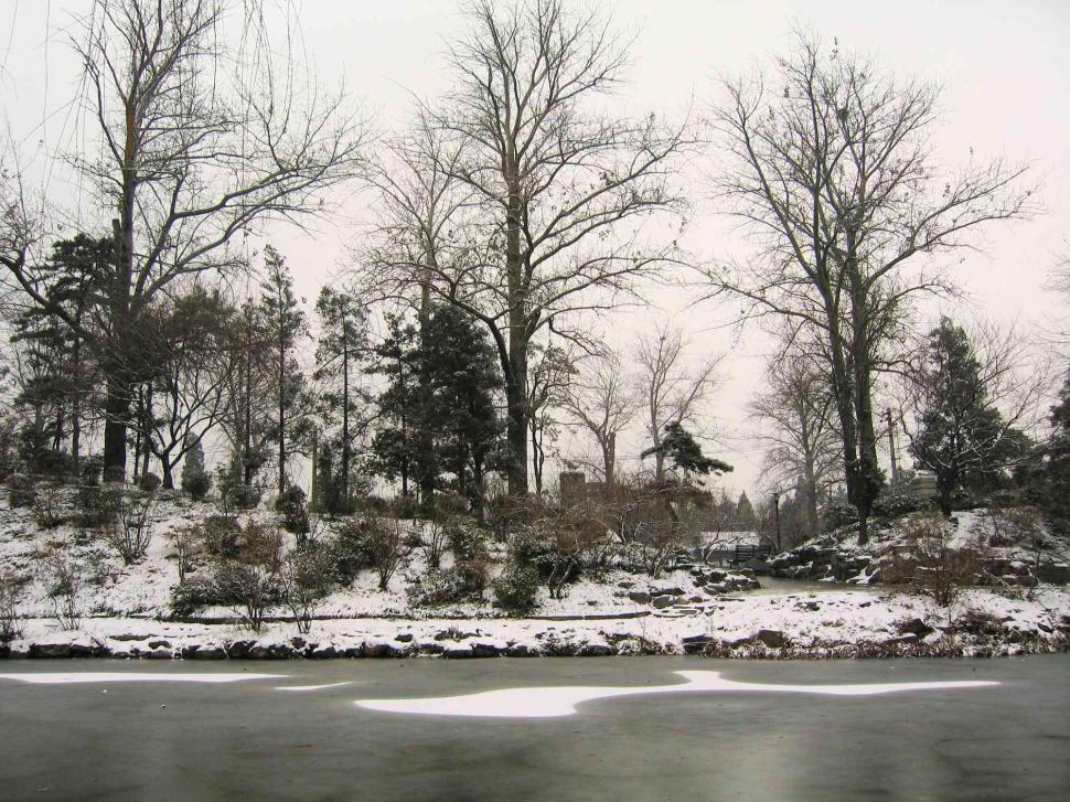 Free Image of Winter forest 