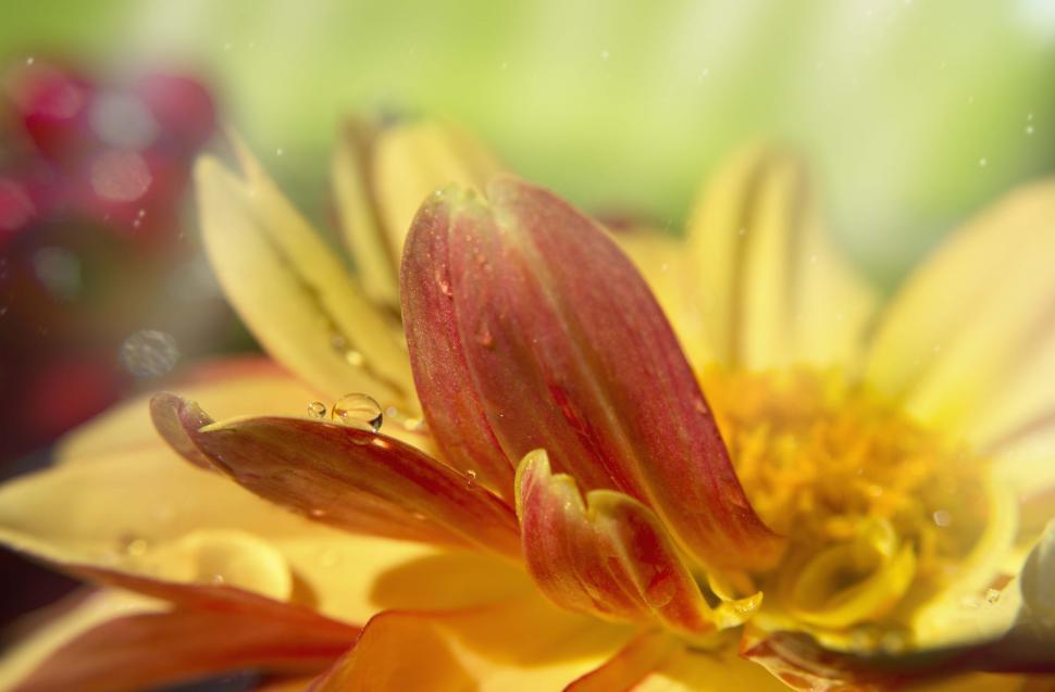 Free Image of Sundrop 
