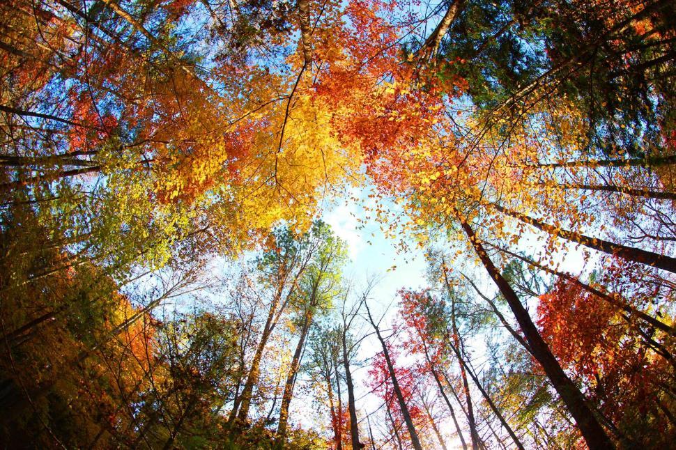 Free Image of Fall in the Smokies 