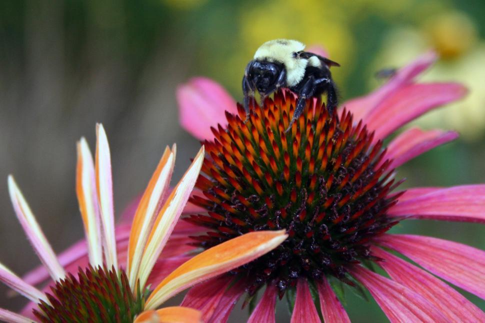 Free Image of Bee On Purple Coneflower 