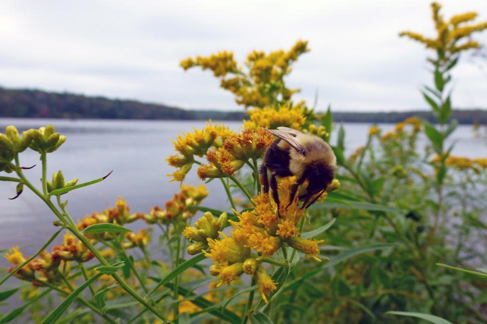 Free Image of Bee On Yellow Flower 