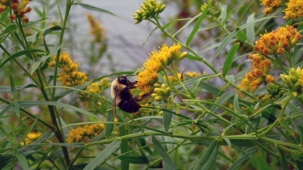 Free Image of Bee On Yellow Flower 