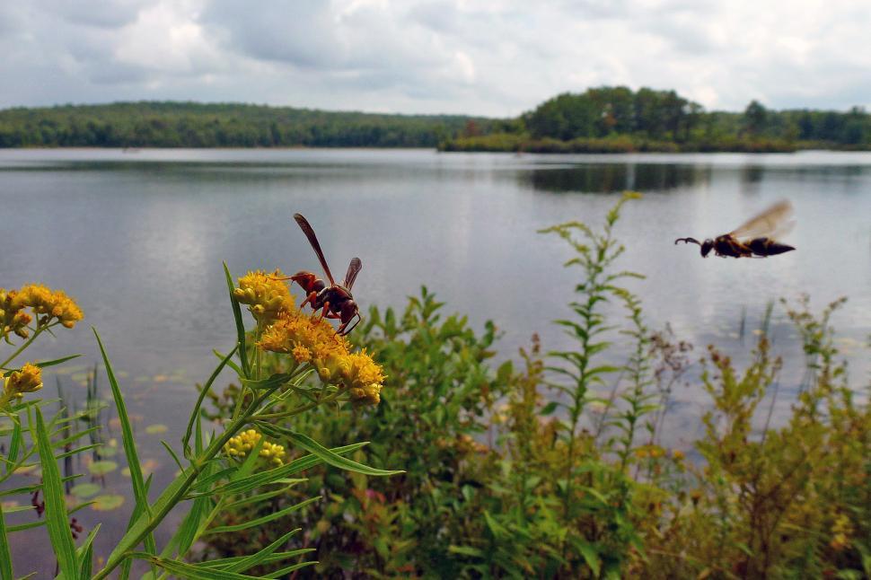 Free Image of Wasps By The Lake 