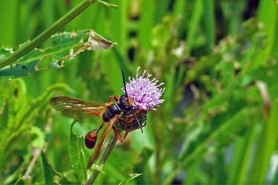 Free Image of Wasp  