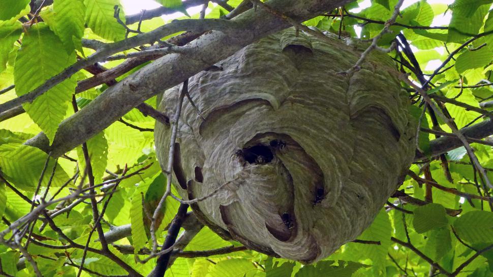 Free Image of Wasp Nest  