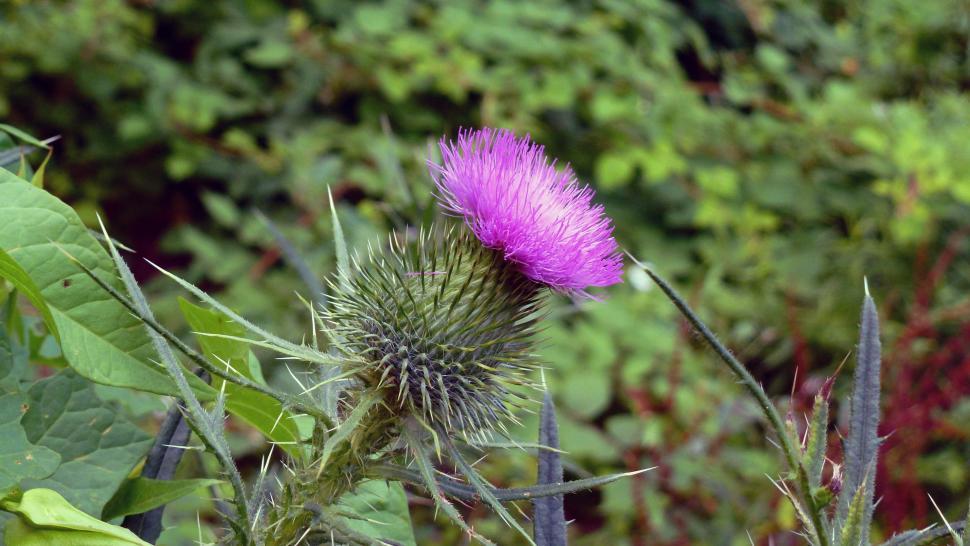 Free Image of Thristle Flower 