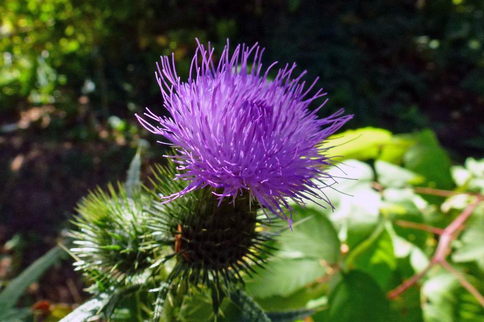 Free Image of Thristle Flower 