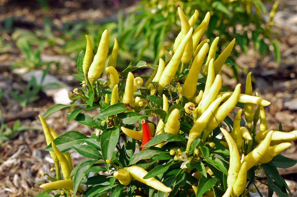 Free Image of Ornamental Pepper 