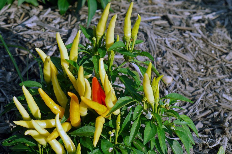 Free Image of Ornamental Pepper 