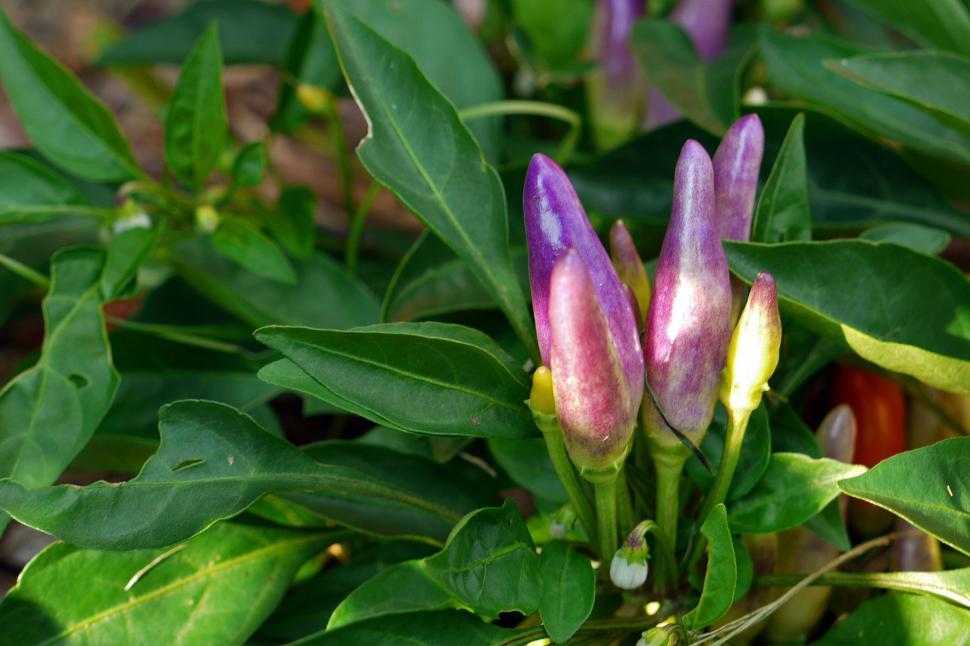 Free Image of Ornamental Pepper 