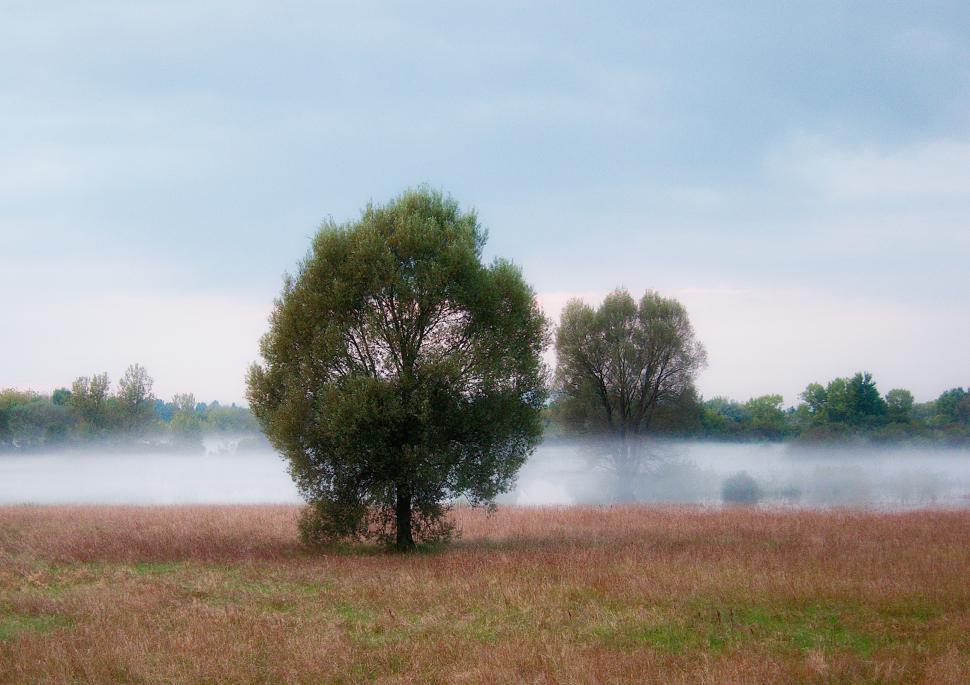 Free Image of Solitary tree  