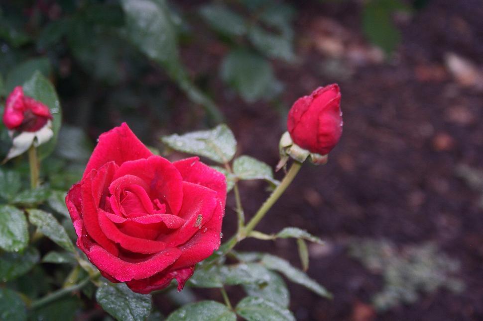 Free Image of Red Rose 