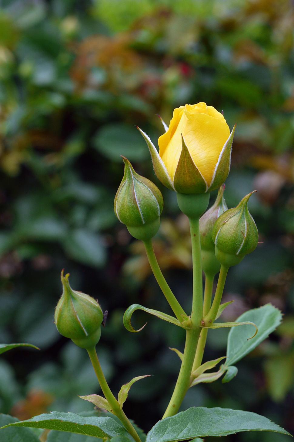Free Image of Yellow Rose 