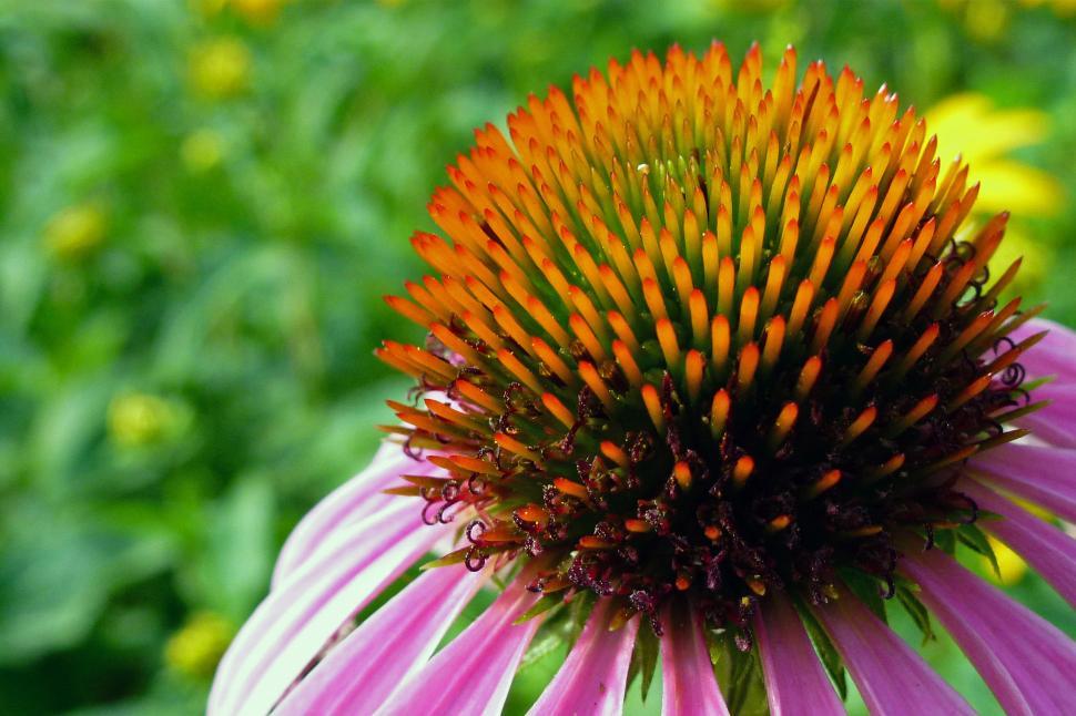 Free Image of Purple Coneflower 
