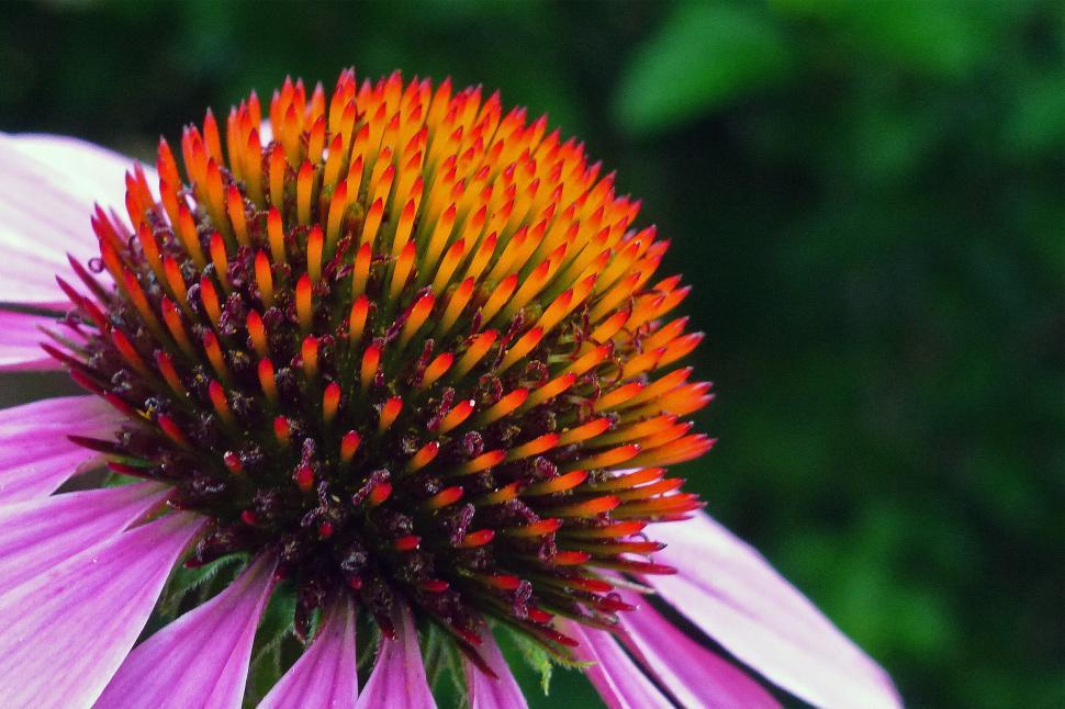 Free Image of Purple Coneflower Closeup 