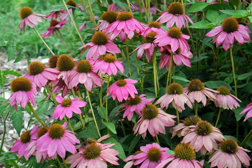 Free Image of Purple Coneflower Blossom  