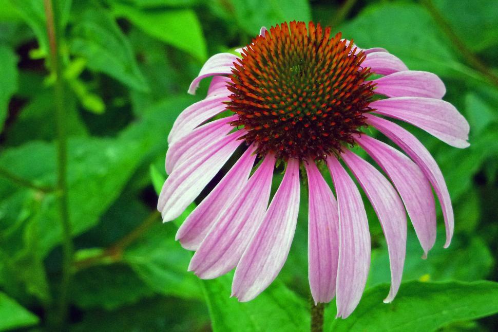 Free Image of Purple Coneflower 