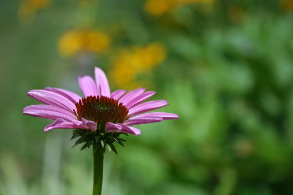 Free Image of Purple Coneflower 