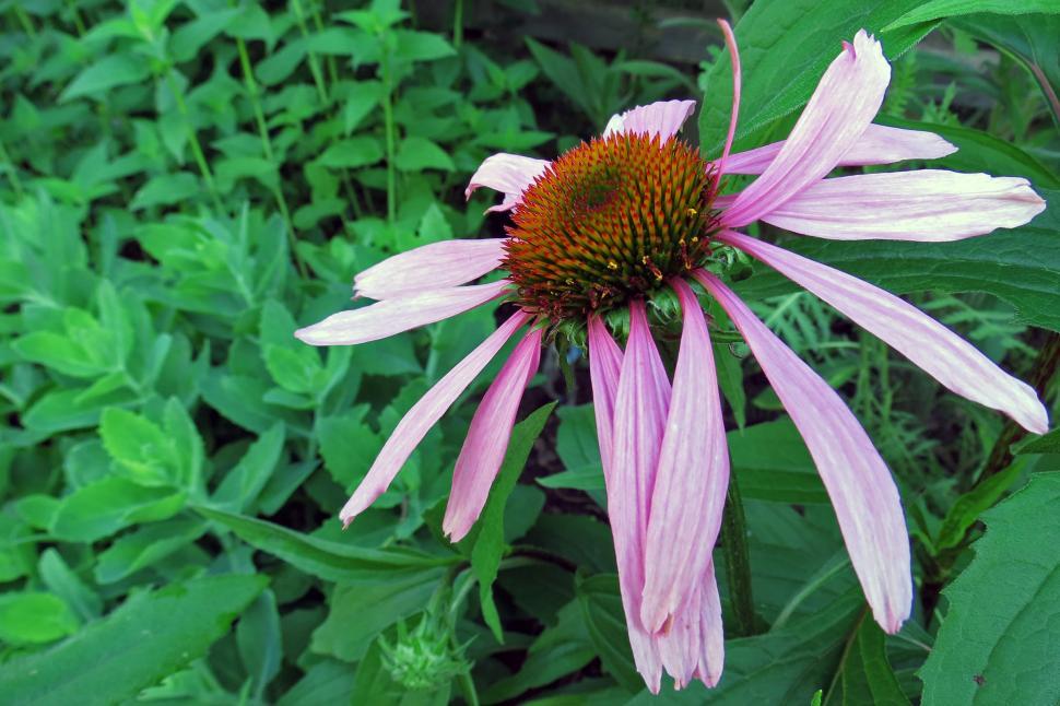 Free Image of Purple Coneflower 