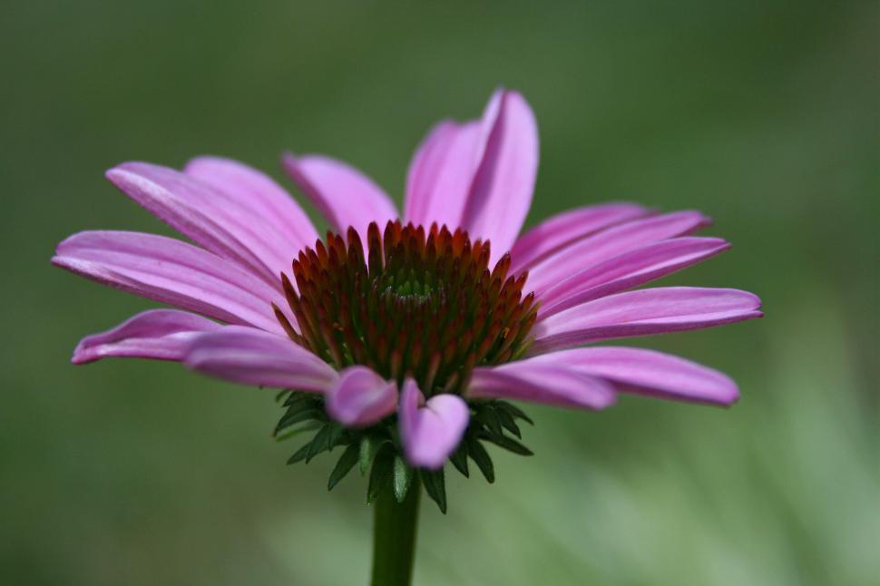 Free Image of Purple Coneflower 
