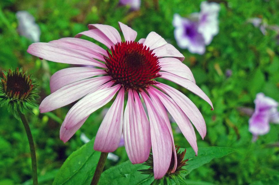 Free Image of Purple Coneflower Blossom 