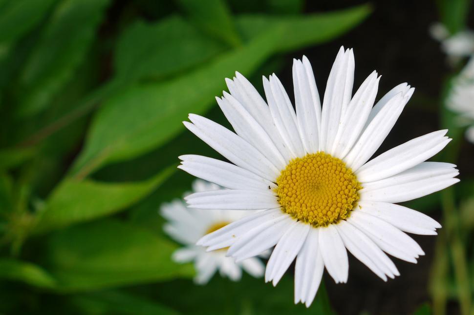 Free Image of Daisy Flower 