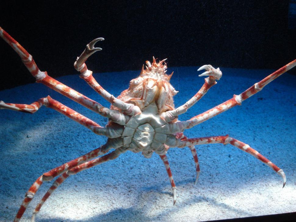 Free Image of Crab 