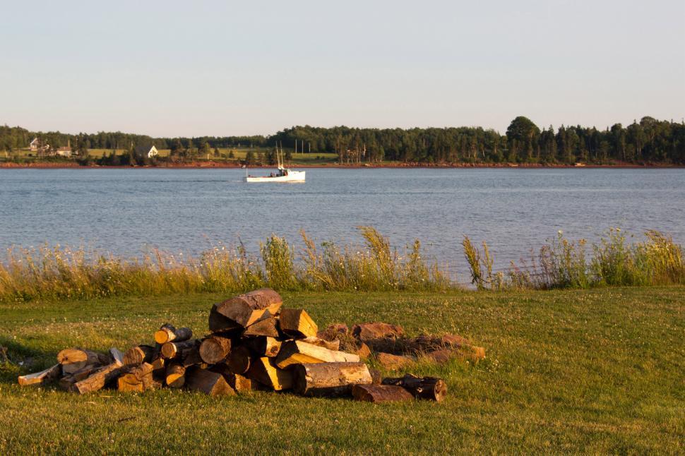 Free Image of Stack of Firewood And Trees With Clear Sky 