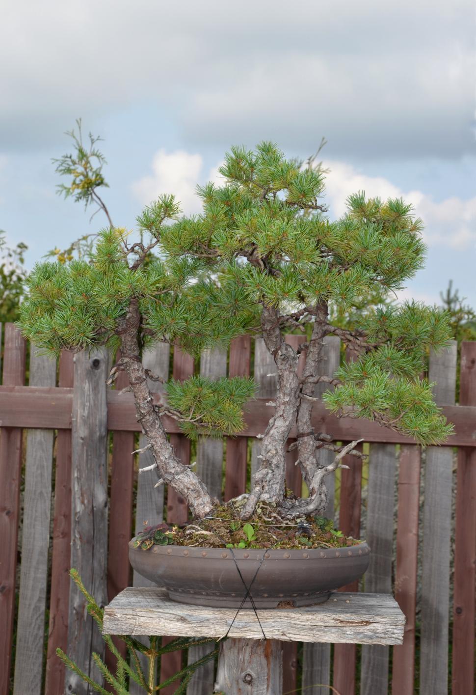 Free Image of Bonsai pine 