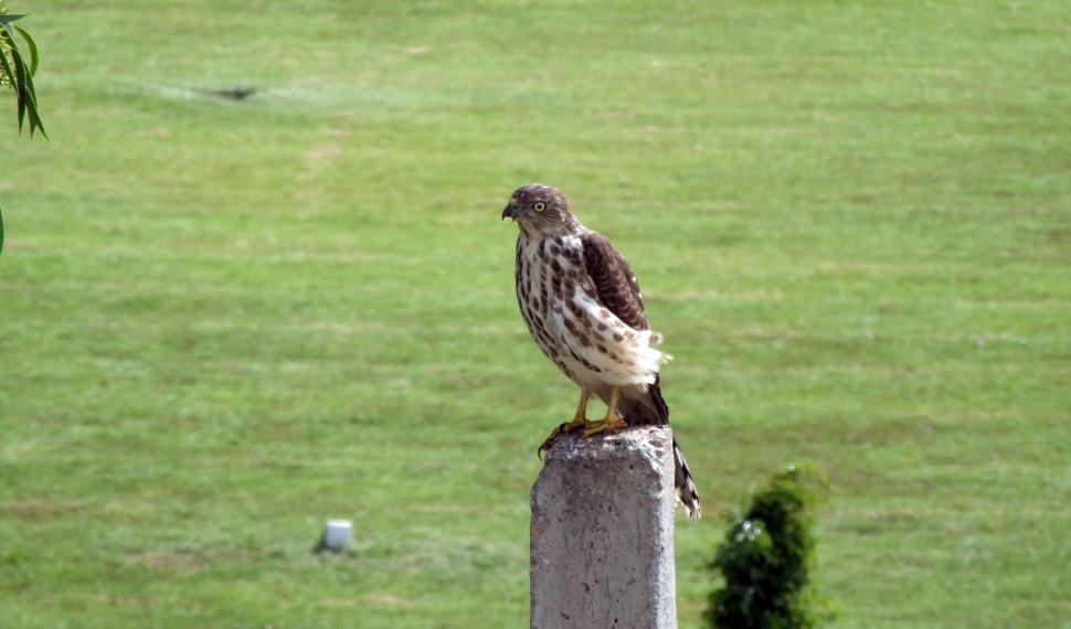 Free Image of Baby kite 