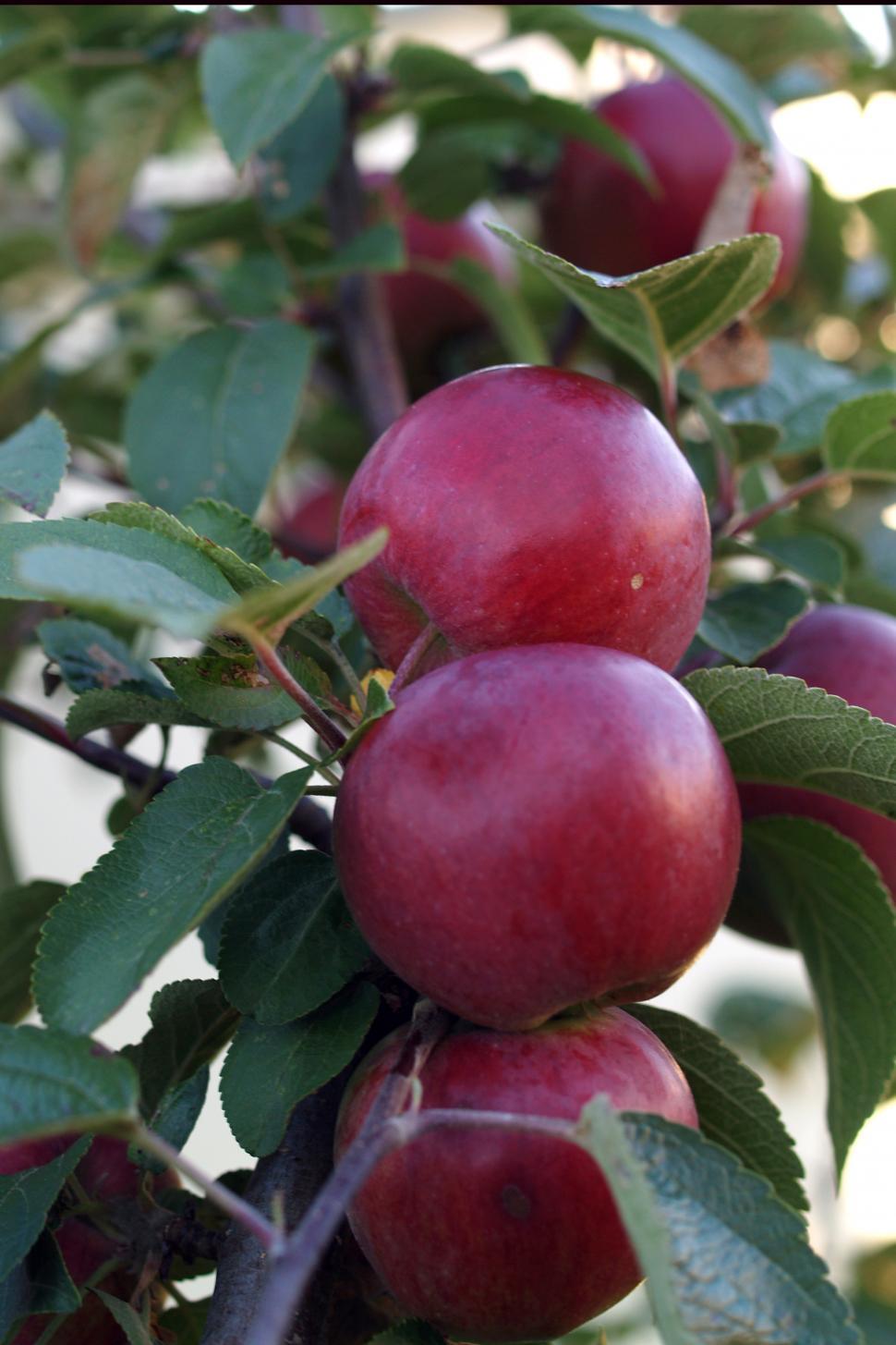 Free Image of Apples 