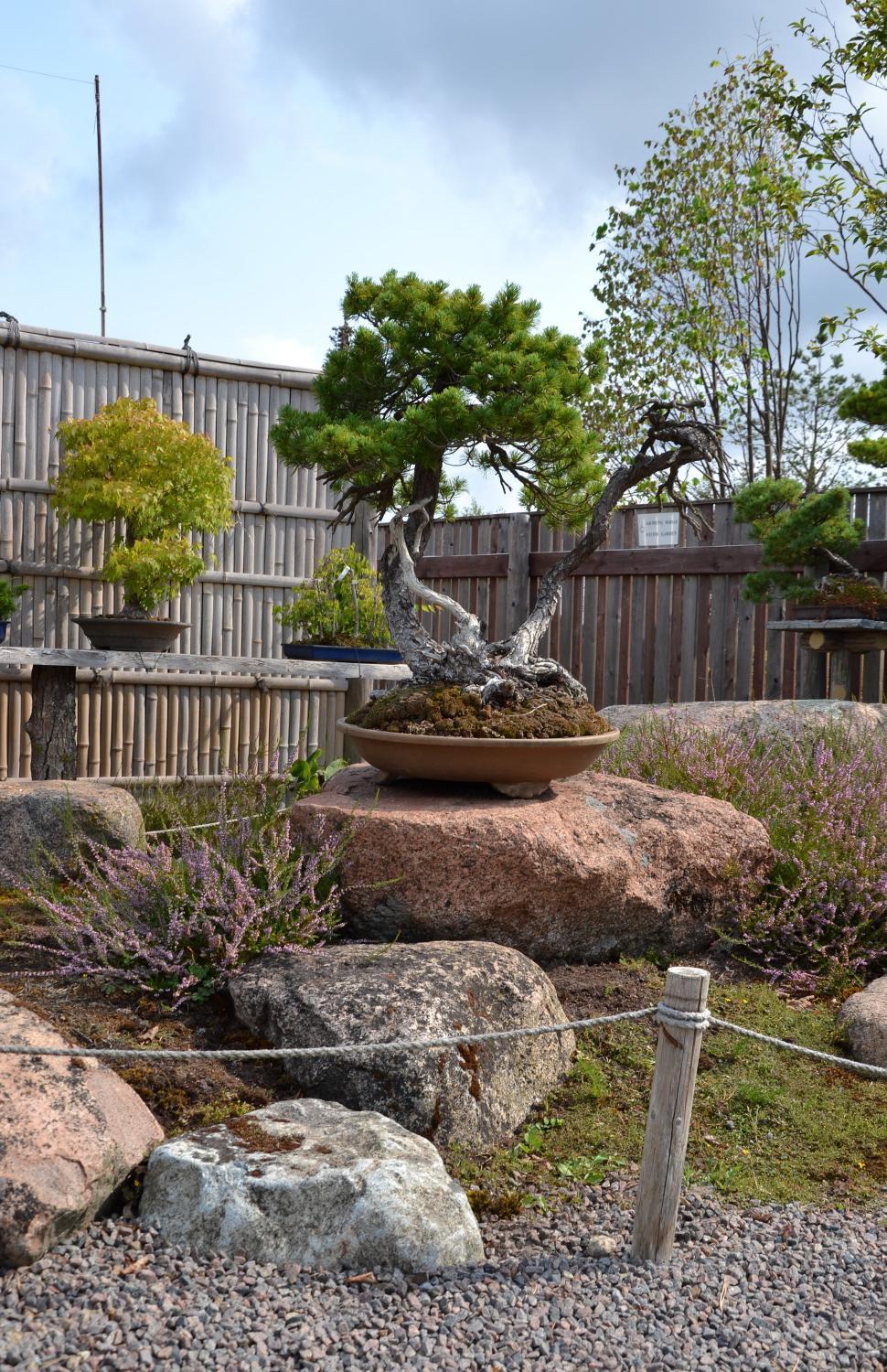 Free Image of Bonsai garden 
