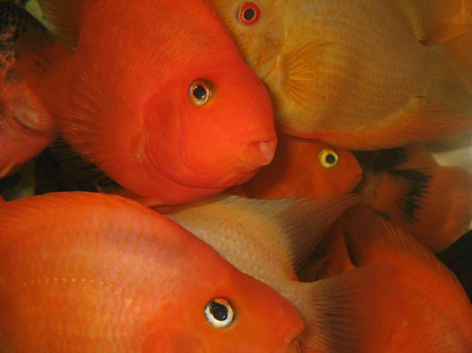 Free Image of Close up of tropical fishes 
