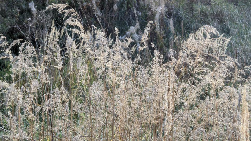 Free Image of Dried autumn reed 