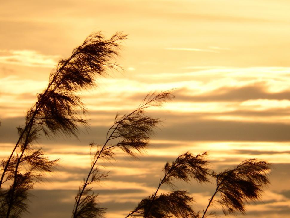 Free Image of Pine Trees Sunset Silhouette 
