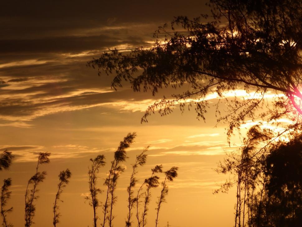 Free Image of Pine Trees Sunset Silhouette 