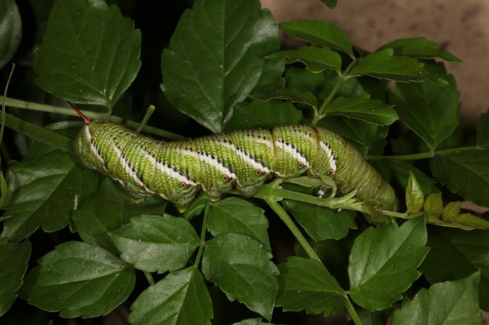 Free Image of Tomato Horn Worm 