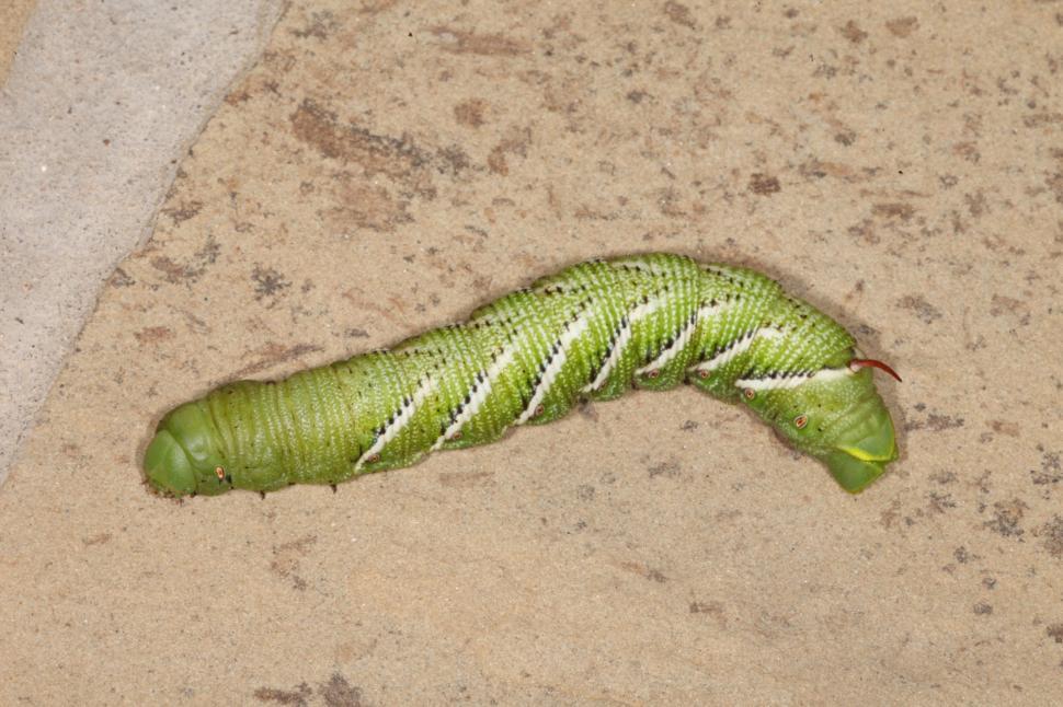 Free Image of Tomato Horn Worm 