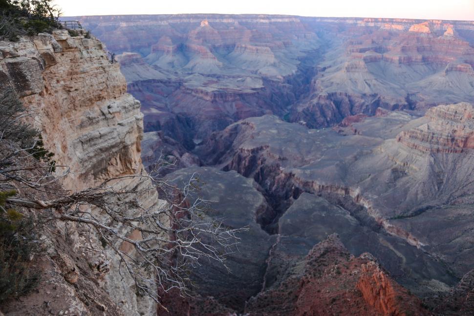 Free Image of Cliff tree at the Grand Canyon 
