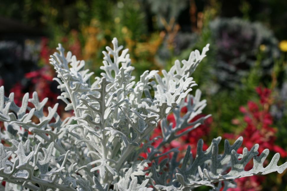 Free Image of dusty miller 