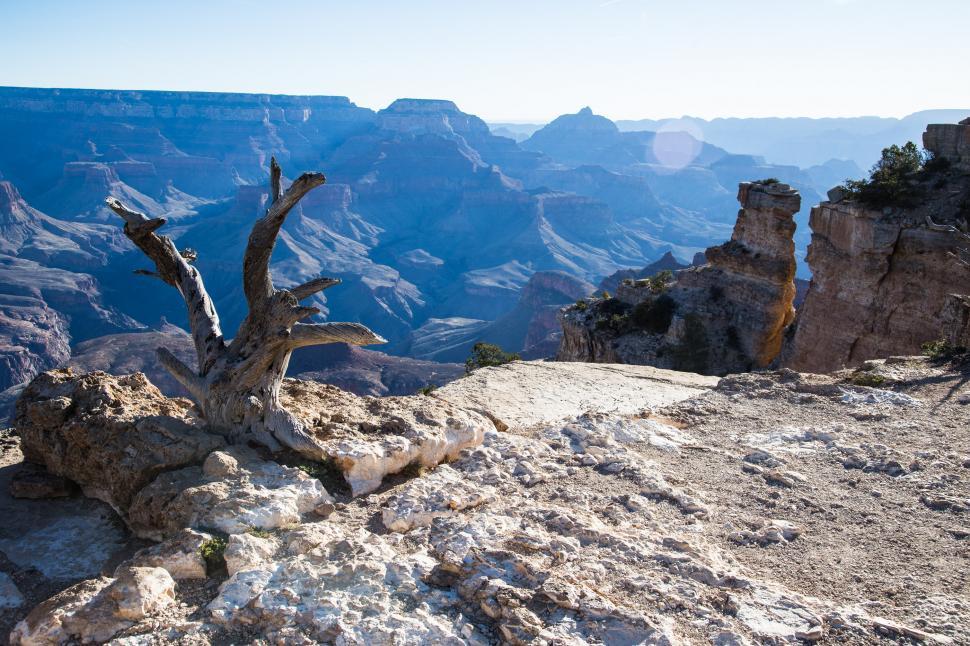 Free Image of Dead Tree Perched on Cliff Edge 
