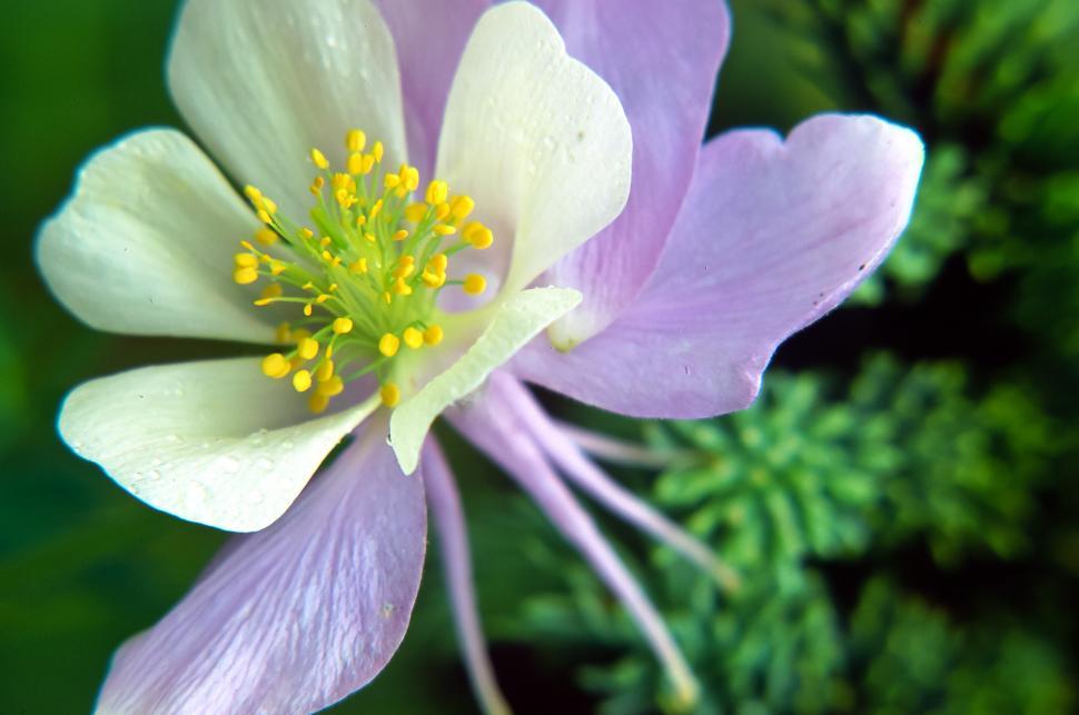 Free Image of Blossom 