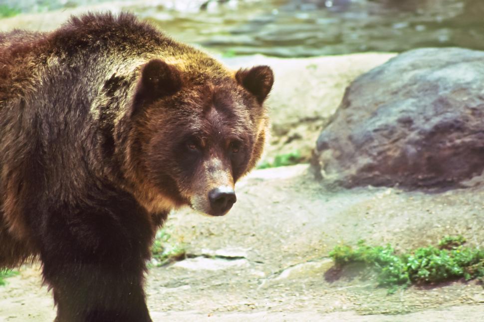 Free Image of Brown Grizzly Bear 